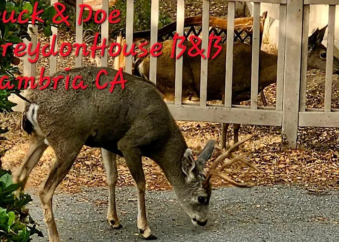 Dreydon House Bed And Breakfast